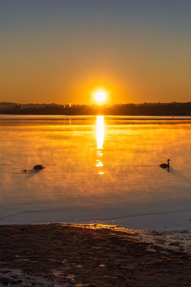Sunrise over a lake with swans