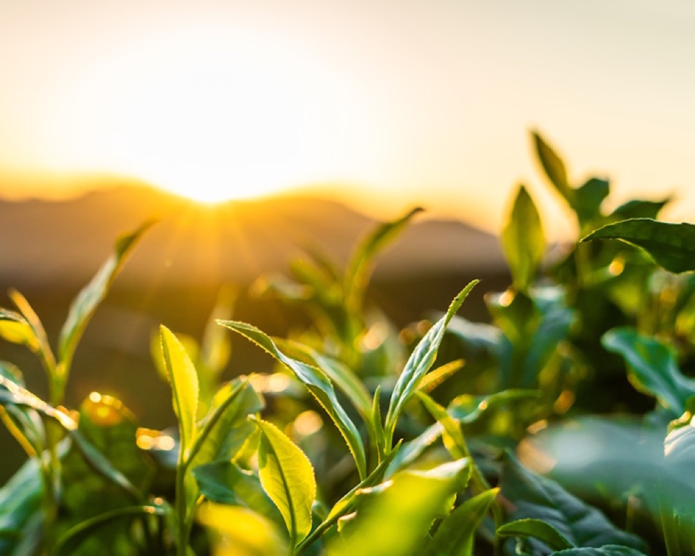 Tea leaves glowing at sunrise